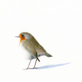 Fågelmålning akvarell rödhake